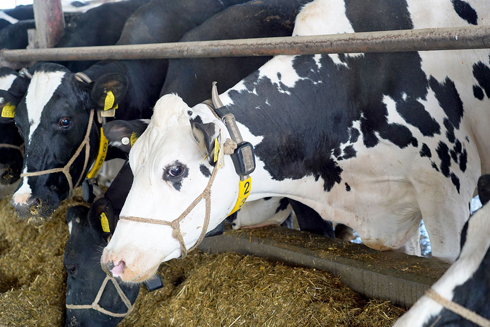cow-with-sensor_1000.jpg